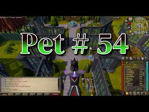 Pet # 54: You never ignore your mate