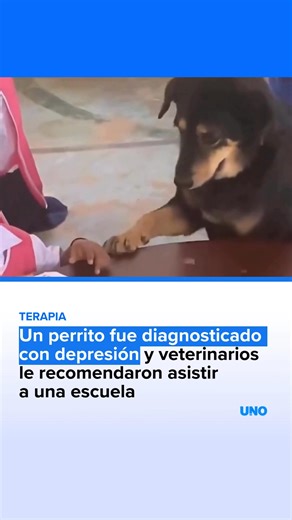 2.2M views · 69K reactions | ¡AMOR QUE CURA! - Una historia se hizo viral en redes sociales, protagonizada por un perrito que fue diagnosticado con depresión por sus veterinarios. Para ayudarlo a superar ese momento, se le prescribió una terapia muy especial: asistir a una escuela para que se junte con los niños. La reacción del animalito ha generado miles de reacciones y se ha viralizado rápidamente por las redes sociales. | Diario UNO | Facebook
