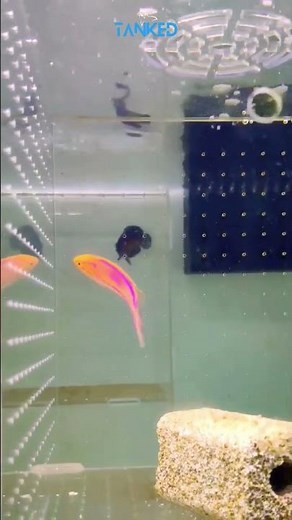 PINTAIL FAIRY WRASSE| TANKED IND | @tanked_ind