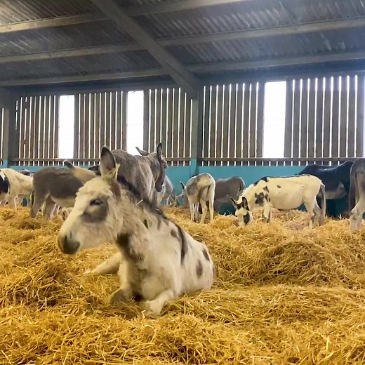 Jake is 'on a roll'. 😄 | The Donkey Sanctuary