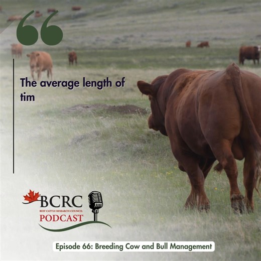 The goal of a cow-calf operation should be for each breeding female...