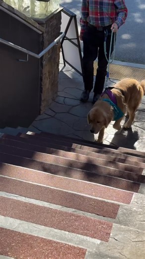 We got a very special visit from Mayor Max today, who stopped by to try our doggie menu. Judging by how quickly his bowl disappeared, we’d say it has his official seal of approval. 🐾 | Idyllwild Brewpub