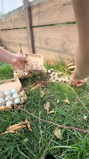1.2K views · 11 reactions | Crazy amount of eggs today. No one collected over the weekend and the quail went mad #QuailKeeping #FeedingQuail #CoturnixQuail #QuailCare #QuailTreats #BackyardQuail #GameBirdCare #TinyEggsBigPersonality #UrbanFarming #HomesteadLife #PoultryKeeping #EggLayingBirds #QuailLife #SelfSufficientLiving #BirdEnrichment #QuailOfInstagram #QuailEggsDaily | Quail Homestead | Facebook