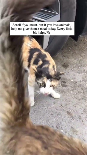 Just $20+ per individual can feed a stray soft food who hasn’t eaten. Please help. 🐾