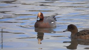 Duck Eurasian Wigeon or Widgeon (Mareca penelope) Duck Family. A pair of wild ducks swim in the water