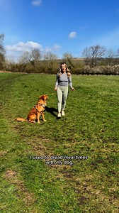 Tried every brand and still getting the side-eye at mealtime? We created recipes even the fussiest dogs love—backed by tail wags and empty bowls. Fetch 25% off your first 2 boxes: butternutbox.com/fredeatsfresh25 | Butternut Box | Facebook