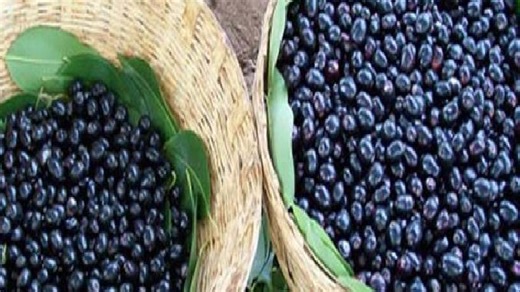 जामुन के फायदे और नुकसान जानकर दंग रह जाएंगे