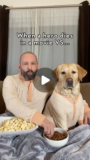 Magnus The Therapy Dog on Instagram: "When you watch a movie with your dog… #dog #labrador #dogsofinstagram"