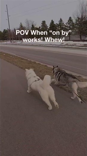 This Could Have Ended Terribly... 😱 #onby #urbanmushing #husky #dogtraining