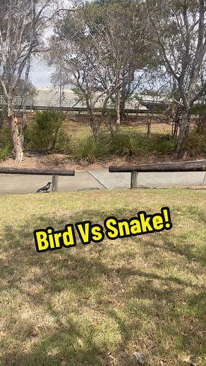 Crow vs Snake! Amazing Wildlife Encounter