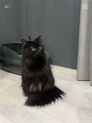 もう一回やったら今度はトイレがUFOに… #宇宙人 #黒猫 | cat