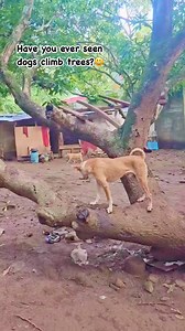 Do dogs climb trees? Come to the Stray Love Ph shelter to find out!😃❤️🐾 | STRAY Love Ph Foundation