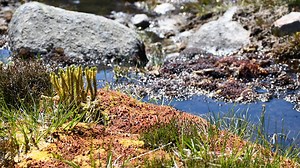 New light shed on evolution of plant kingdom, say researchers