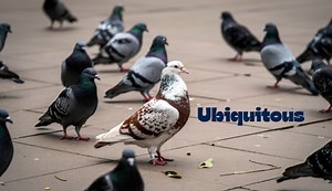 What does the word ‘ubiquitous’ mean? If you’re venturing into the multiverse, here’s what to know