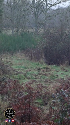 STOP NET ! | Perfect Shot On A Rushing Wild Boar
