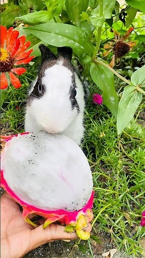 The little rabbit eat dragon fruit 🍉 #cute #animals #rabbit #pets #bunny