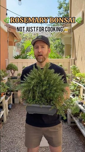 Rosemary bonsai #bonsai #bonsaigarden #howtobonsai #beginnerbonsai #bonsaitree #gardening #plants