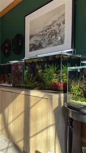 Exploring Aquariums: Freshwater vs Saltwater Fishkeeping