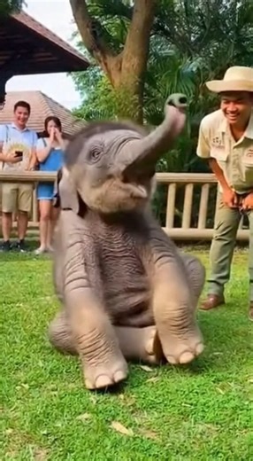 Funny adorable baby elephant sitting two legs!😆😂 #elephant #funny #babyelephant #elephantlove #elephantlovers #animals #animallover #wildlife #zoo #playtime #playing #elephantsanctuary #rescue #saveanimals #feeding #feed #piggyback #dailyelephant | Daily Elephant
