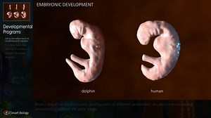 Comparaison de l'évolution d'un embryon dauphin et humain