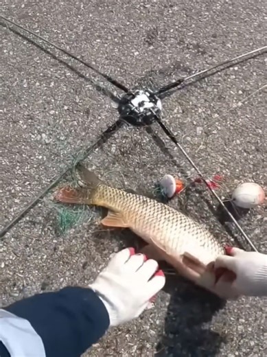 Caught a lot of carp and ide #fishing #fish #ide #net #lake #winter | Fishing