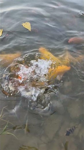 Wild River Fish in Action | Pure Nature’s Underwater Life