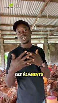 Voici les différentes étapes de l'élevage des pondeuses.