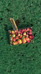 Infinite Rotten Apple Loop 🍎♾️ What looks like a simple rotten apple hides an entire microscopic world. This video starts on a fungal lesion, zooms through real fungal hyphae observed under the microscope, then travels all the way out to a map before seamlessly returning to where it began. No AI-generated imagery was used. Every scene in this video is real, captured through a combination of macro photography, microscopy, and satellite imagery. Can you spot where the loop begins? 👀 #infinite #l