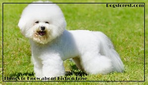 Bichon Frise Growth Chart (Weight Chart & Size Chart)