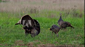 A flock of pheasants in a meadow covered in the grass in the countryside shot in 4K