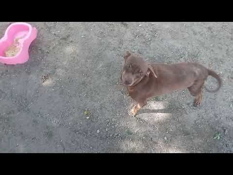 As aventuras de nina e seus amigos EP 5 eles vão conseguir ?