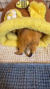 129K views · 3.2K reactions | Annoying Honey but she didn't seem to care ❤珞 #guineapig #guineapigs #gineapiglove #guineapiglife #guineapigsofig #guineapigsofinstagram #guineapigstagram #guineapigoftheday #guineapiggy #guineapigsrock #cavy #cavylove #cavia #cavies #caviesofinstagram #cute #love #smallpets #cutepets #animallover #petowner #furryfriend #animals #meerschweinchen | Guinea Pig | Facebook