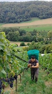 👉 Manual management of steep slopes was determined to be 2.6 times more costly than standard flat terrain viticulture . 📖 Ref. The cost disadvantage of steep slope viticulture and strategies for its preservation January 2021, OENO One 55(1):49-68 DOI:10.20870/oeno-one.2021.55.1.4494 Authors: Larissa Strub and Simone Mueller Loose, Geisenheim University . 📽 @christianl.stahl . #thewinearound #steepslopes #vineyard #wine #winelover | Thewine Around