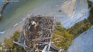 Big news from our feathered neighbors! 🦅🥚✨ We are so excited to share that our resident osprey has officially laid her first egg of the season! Check out our live Osprey Cam to watch the nest in real-time and see this little family grow! It’s the perfect way to soak up some island life until you’re back here on the sand with us. 🌴🐚 Watch the magic happen here: 🔗 https://www.pinkshell.com/live-webcams (Facebook) #PinkShellResort #OspreyCam #IslandLife #NatureLovers #FortMyersBeach #Collectin