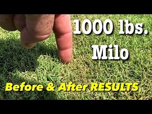 Milorganite Fertilizer Before & After 1000 POUND Application Bermuda Grass UPDATE
