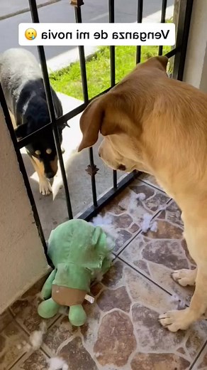 🔴🐶🐕Educanino es el único programa completo de adiestramiento canino en español.🐕 Aprenderás todo sobre la educación de tu perro.🐕 ¿Te gustan las mascotas?🐶 👉 @educaninobol 👈 Sígueme para más 👆 gracias por compartir y apoyar Gracias 💗💗💗 🚀 Aprovecha de acceder ahora 🚀 y obtendrás: ✅ 50% de descuento oferta especial ✅ Acceso a la plataforma para toda la vida ✅ Certificación internacional ✅ Garantía de 7 días. ¿Quieres más información? 👇👇👇 👉 @educaninobol 👈 . #educaninobol #perros