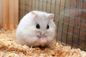 Djungarian hamster - Alchetron, The Free Social Encyclopedia