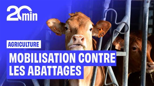 Agriculture : Les tensions montent autour de la dermatose nodulaire contagieuse