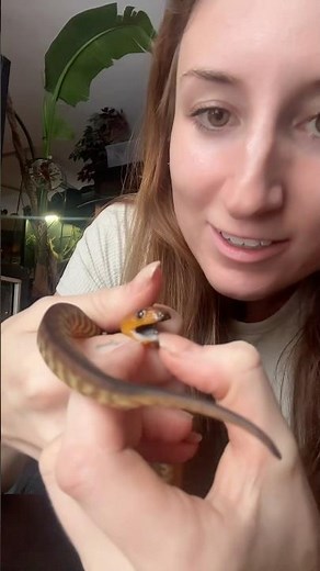 Woma Python - a cannibalistic snake with super powers