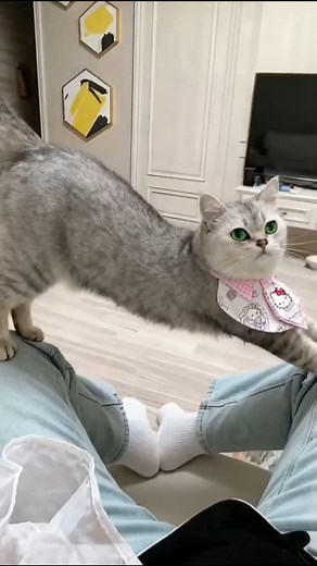 1.8K views · 66 reactions | What if he actually gets abs from this  . . . #CatReels #ViralCat #CuteCats #CatsOfFacebook #RescueCat #CatRescue #CatStory #AdoptDontShop #CatLife #CatLovers #PurrfectReel #FurryFriend #DailyCatDose | Kitten Zone | Facebook