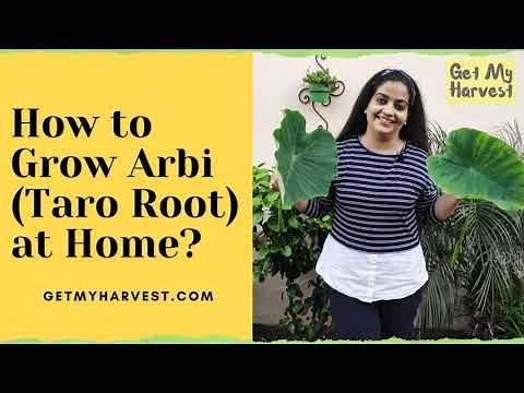 How to Grow Arbi at Home | Grow Taro Root Plant 💚👩🏼‍🌾💚 GetMyHarvest