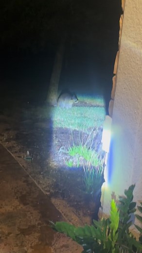 Raccoons keep getting into my garbage #reels #racoon | Kevin J Eastman | Facebook