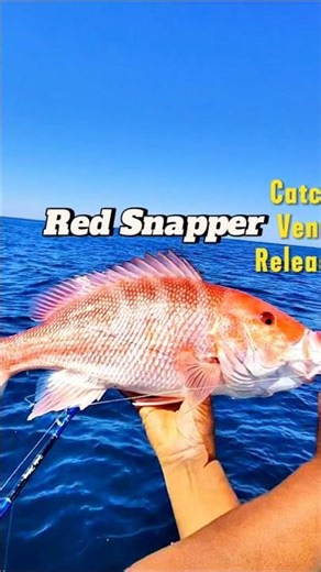 The Critical Step After Catching Deep Red Snapper #fishing #technique #outdoors
