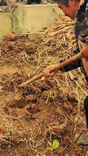 Preparing the Soil for New Life 🌱🚜 #LabeeqAgriFarm #SoilPreparation #FarmingLife