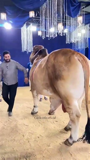 Karachi Cow Mandi | Malir Cow Mandi | Jameel Memon mandi | Multan Mandi #shorts #cow #cowvideos