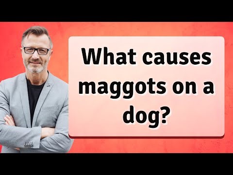 What causes maggots on a dog?