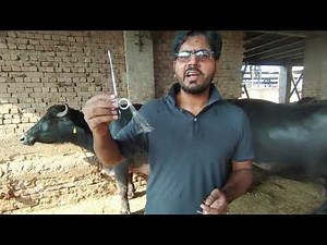 Teat obstruction removal in buffalo II Teat surgery in buffalo II Teat stenosis II Dr. Muzzammil