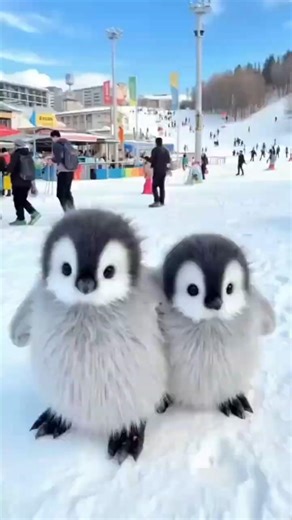 Why Penguins Are Fearless on Land #animals #facts #nature #shorts #viral