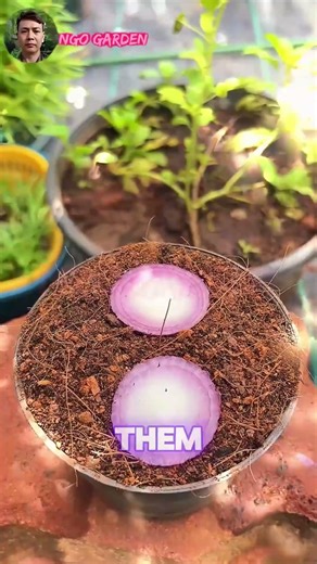How to Plant Red Onions in Coconut Coir for Quick Growth. #ngogarden #garden #gardening #homegarden