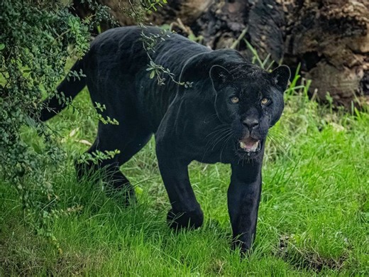 Chester Zoo welcomes rare jaguar in effort to protect ‘remarkable’ species